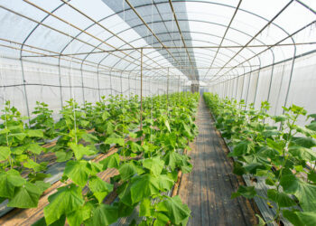 Skema Kombëtare në Bujqësi, zbardhet afati kur hapen aplikimet dhe shumat e financimit