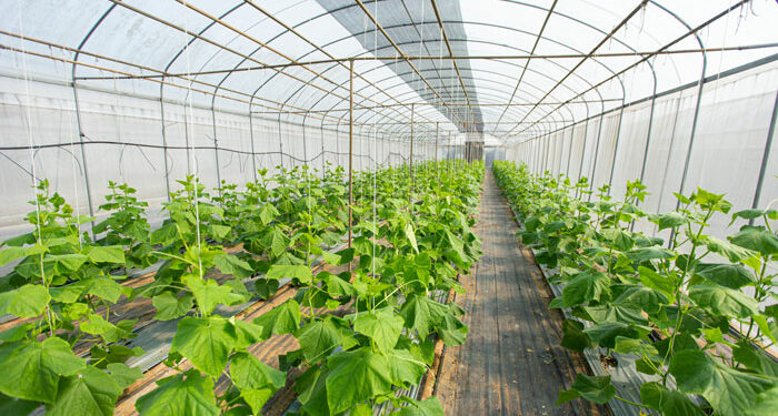 Skema Kombëtare në Bujqësi, zbardhet afati kur hapen aplikimet dhe shumat e financimit