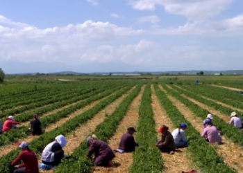 Bujqësia në krizë, ja premtimet e partive politike për fermerët