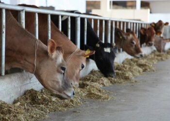 Udhëzimi i ri për blegtorinë: 30% e qumështit duhet të dorëzohet në fabrika