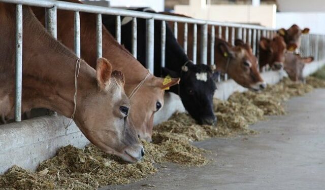 Udhëzimi i ri për blegtorinë: 30% e qumështit duhet të dorëzohet në fabrika