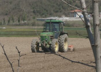 Si aplikohet për naftën falas në bujqësi? Del Udhëzimi me kriteret dhe afatet