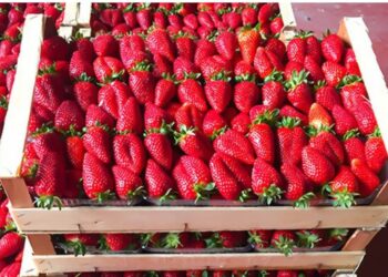 Pas mishit të pulës me salmonelë, konsumatorët në rrezik nga luleshtrydhet me pesticide