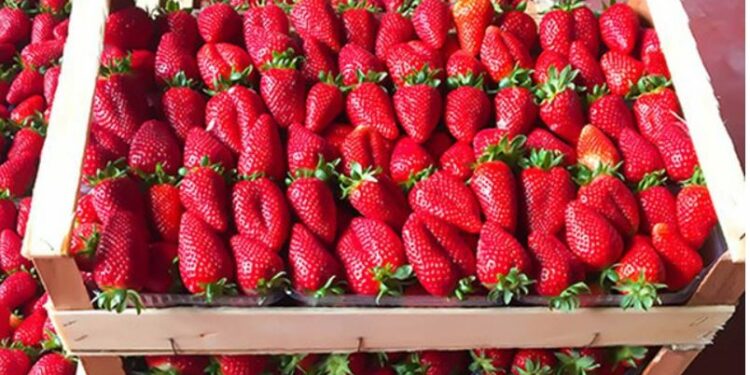 Pas mishit të pulës me salmonelë, konsumatorët në rrezik nga luleshtrydhet me pesticide