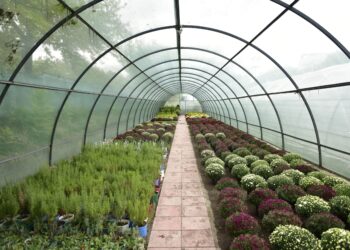 Celen aplikimet për subvencioneve nga skema kombëtare në bujqësi. Kush përfiton dhe sa…