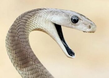 Krijohet kundërhelmi universal nga njeriu që u kafshua 200 herë nga gjarpërinjtë