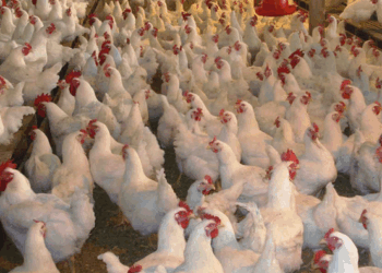 Pulat nga Brazili/ Kosova ndalon importin e mishit pas rasteve me gripin e shpendëve