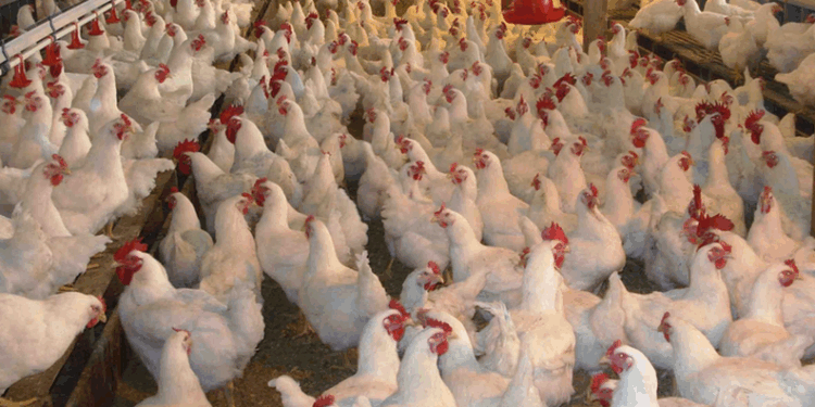 Pulat nga Brazili/ Kosova ndalon importin e mishit pas rasteve me gripin e shpendëve