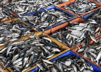 Zihet më pak peshk, INSTAT: 14.9% më pak vitin e kaluar