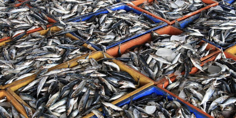 Zihet më pak peshk, INSTAT: 14.9% më pak vitin e kaluar