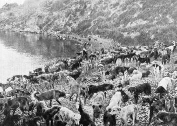 “Macet e Tironës dhe Qentë e Stambollit”