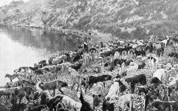 “Macet e Tironës dhe Qentë e Stambollit”