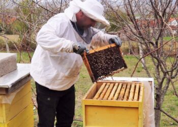 “Zhduken” lopët, fermerët braktisin kafshët për bletët