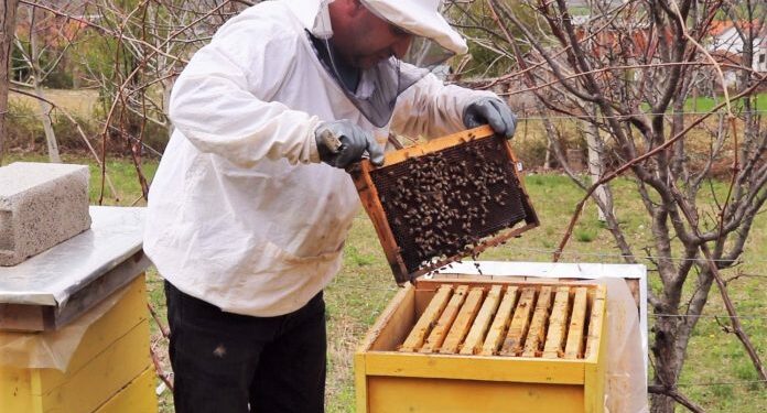 “Zhduken” lopët, fermerët braktisin kafshët për bletët