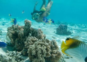 Zbulimi i mrekullive të detit, ja 5 destinacione për zhytje në Evropë