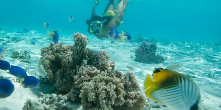 Zbulimi i mrekullive të detit, ja 5 destinacione për zhytje në Evropë