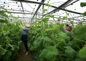 Garancia sovrane për bujqësinë, qeveria zbulon detajet. Ja kush përfiton