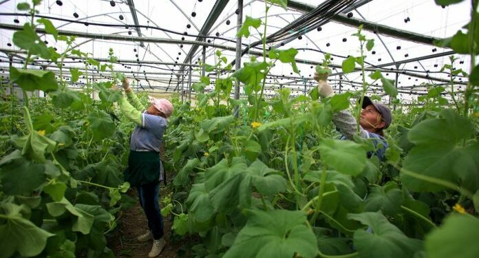 Garancia sovrane për bujqësinë, qeveria zbulon detajet. Ja kush përfiton
