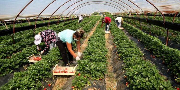 3 mld lekë për fermerët, qeveria miraton garancinë sovrane për bujqësinë
