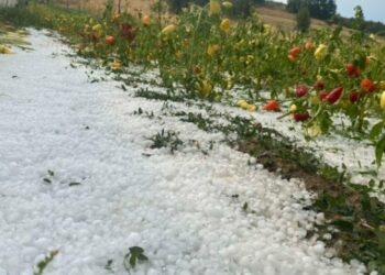 Ja fenomeni që po shkakton mbi 198 milionë USD humbje çdo vit, 5 mijë shqiptarë të prekur