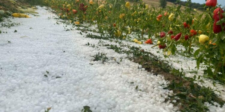 Ja fenomeni që po shkakton mbi 198 milionë USD humbje çdo vit, 5 mijë shqiptarë të prekur