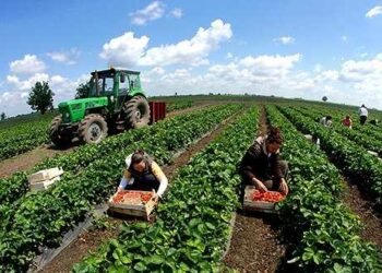 Nis disburimi i fondeve për fermerët. Nga nafta, tek blegtoria e bletaria, ja kush ka përfituar
