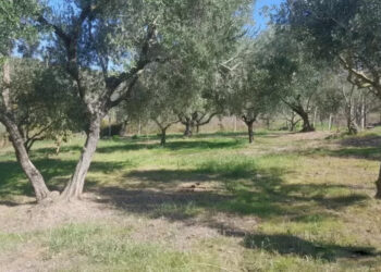 Rama i hap rrugë ndërtimeve në “pemëtore” dhe “ullishte” pa pemë