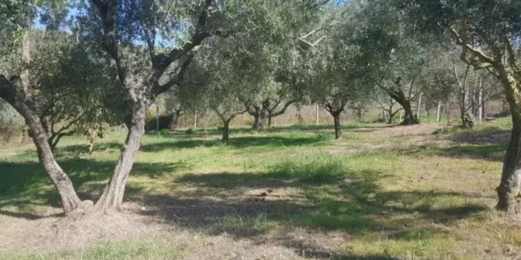 Rama i hap rrugë ndërtimeve në “pemëtore” dhe “ullishte” pa pemë