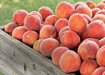 Pjeshkët e kontaminuara, ish ministri: Mund të jenë konsumuar në Shqipëri, ekspertja: Jemi vite dritë larg BE