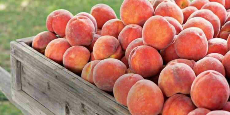 Pjeshkët e kontaminuara, ish ministri: Mund të jenë konsumuar në Shqipëri, ekspertja: Jemi vite dritë larg BE