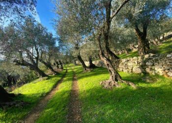 Vjelja e ullirit në 2025 nis me prodhim më të ulët, pritet deri në 50% më pak në disa zona