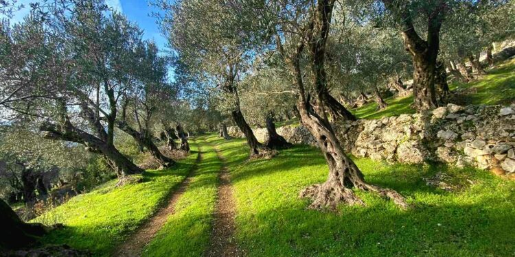 Vjelja e ullirit në 2025 nis me prodhim më të ulët, pritet deri në 50% më pak në disa zona