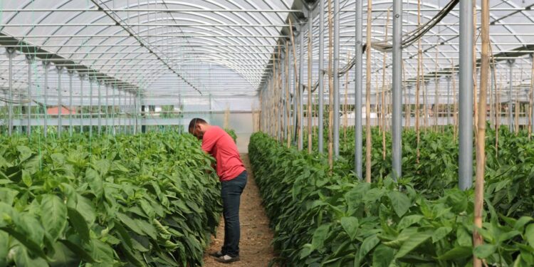 112 milionë euro të BE të bllokuara, ministri i Financave tregon se kur jepen fondet për bujqësinë