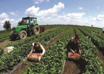 Skema e re e kompensimit 10% të TVSH, do përfitojnë fermerët me NIPT që shesin te grumbulluesit