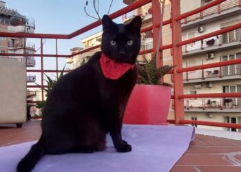 A mund të flisni gjuhën e maceve? Një sërë këshillash për komunikimin me to