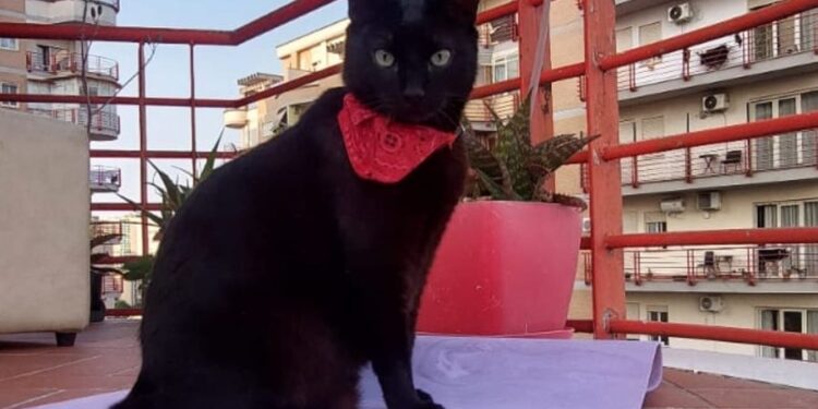 A mund të flisni gjuhën e maceve? Një sërë këshillash për komunikimin me to