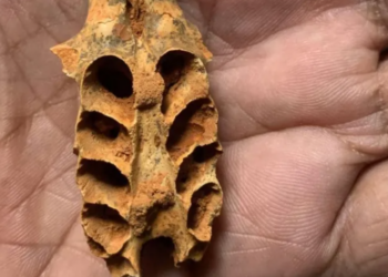 Zbulim i mahnitshëm: Bletët ngritën folenë në dhëmbët e kafshëve të zhdukura