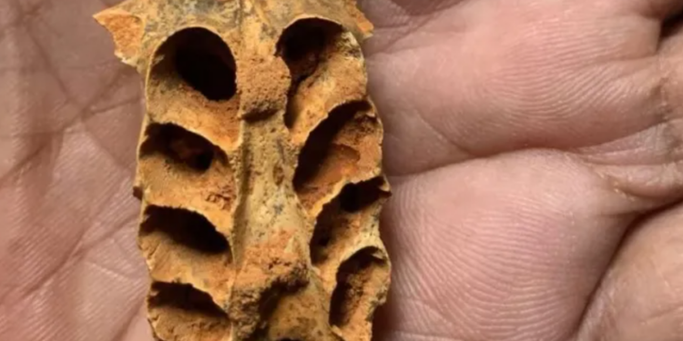 Zbulim i mahnitshëm: Bletët ngritën folenë në dhëmbët e kafshëve të zhdukura