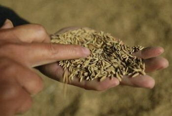 Shtohet toka djerrë, Shqipëria blen më shumë drithë nga jashtë. Kryeson Serbia