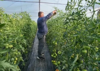 Si do bëhet kompensimi i fermerëve për TVSH? Tatimet shpjegojnë procedurën