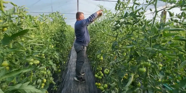 Si do bëhet kompensimi i fermerëve për TVSH? Tatimet shpjegojnë procedurën