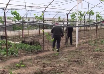 Fondet për fermerët, disbursohet kësti i dytë i Skemës Kombëtare në Bujqësi dhe Blegtori