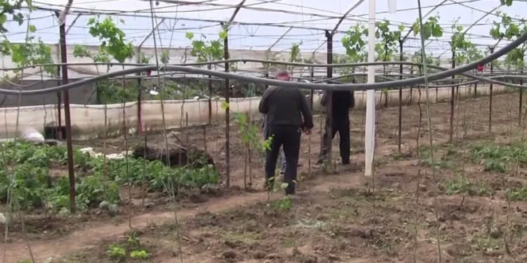 Fondet për fermerët, disbursohet kësti i dytë i Skemës Kombëtare në Bujqësi dhe Blegtori