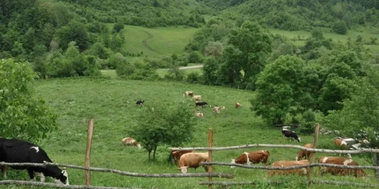 Qeveria miraton Skemën Kombëtare në Bujqësi, ja ku rriten subvencionet, kush përfiton