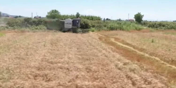 Rriten kostot në bujqësi, plehrat kimike dhe nafta shtrenjtojnë prodhimin bujqësor