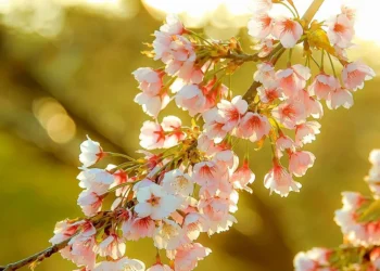 Sot Dita e Verës, si lindi dhe si festohet kjo festë!