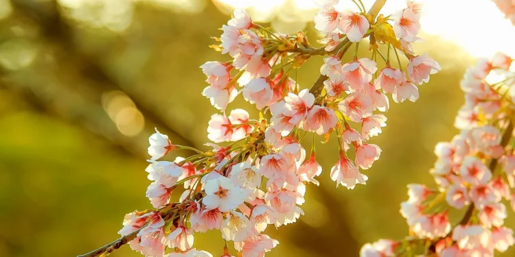 Sot Dita e Verës, si lindi dhe si festohet kjo festë!