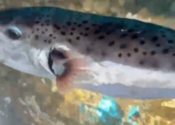 Alarm në bregdet, konfirmohet rasti i dytë i peshkut helmues