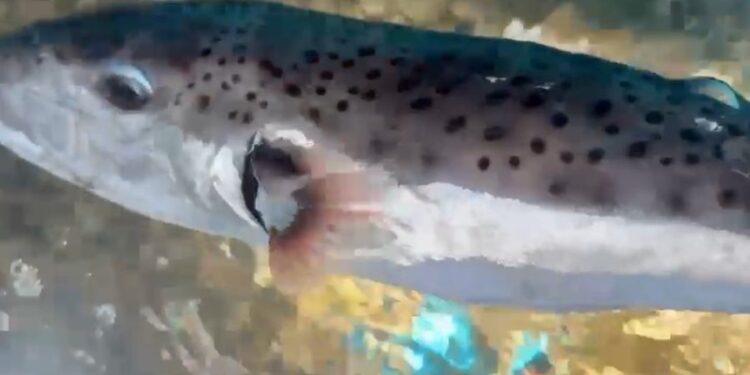 Alarm në bregdet, konfirmohet rasti i dytë i peshkut helmues