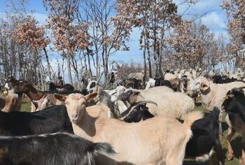 Shkak, pasiguria ushqimore! Eksportet e produkteve shtazore drejt BE mbeten të bllokuara për Shqipërinë